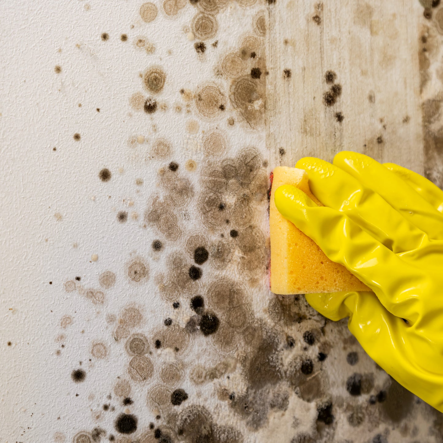 Anti-Mold Solution set