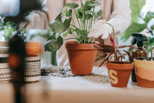 Plant Care Collection