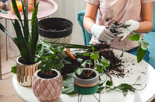 植物護理指南