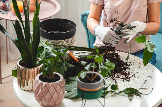 植物護理指南